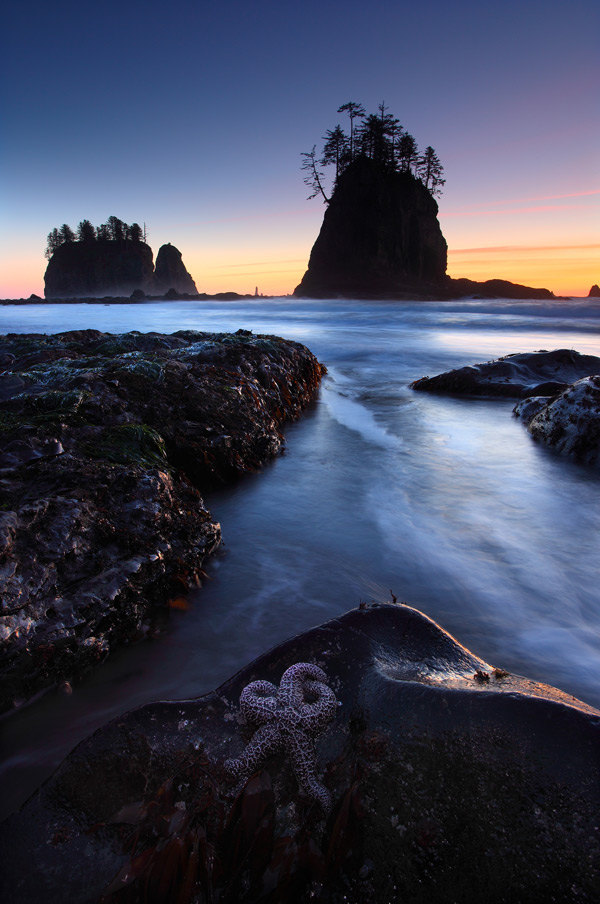 Starfish at Sunset in Olympic National Park - Landscape and National Park Photography by Daniel Ewert